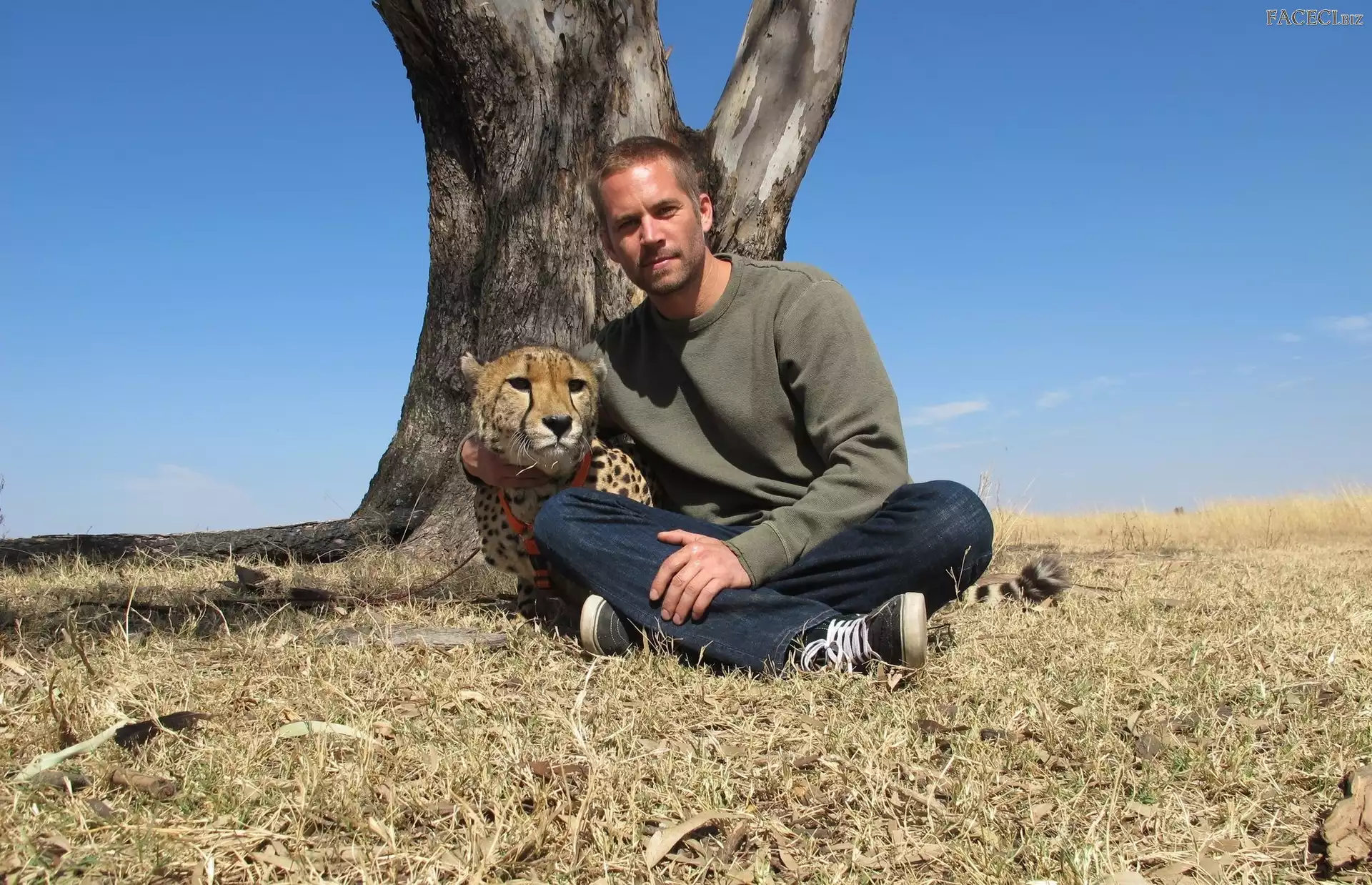 Gepard, Walker, Drzewo, Paul